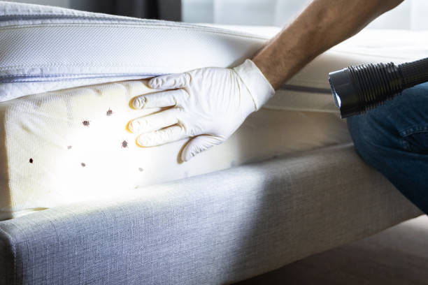 Best Flea Control Services  in Tomball, TX