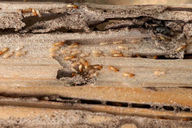 Best Best Pest Control Companies  in Tomball, TX