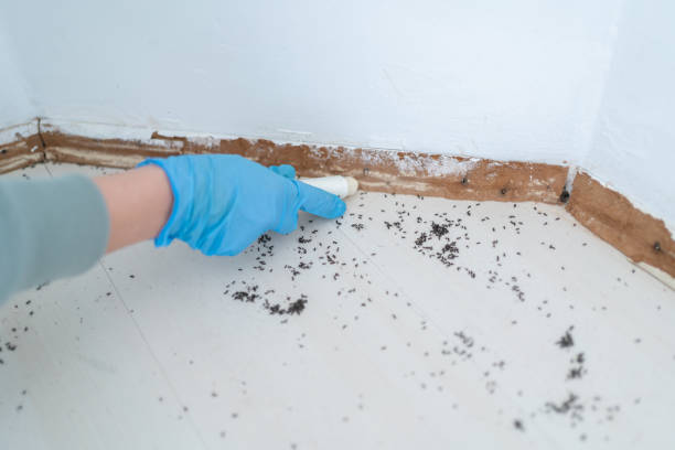 Best Wasp Removal Services  in Tomball, TX